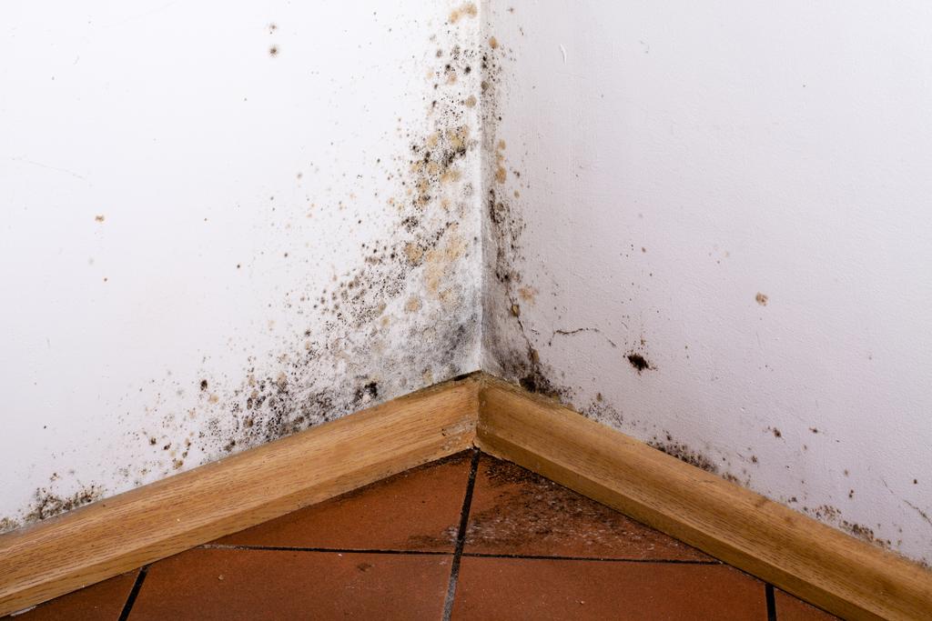 Mould Removal Gold Coast What Is Mould And What Causes Mould To Grow